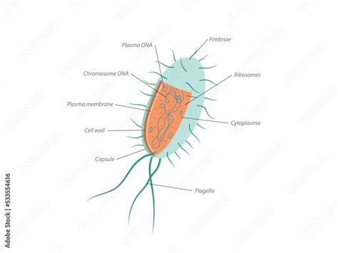 Archaebacteria inner and outer anatomical bacteria structure ...