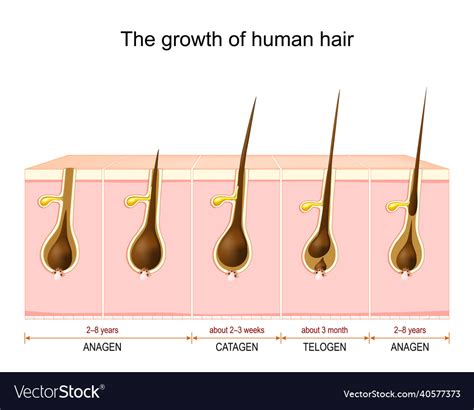 Hair growth cycle Royalty Free Vector Image - VectorStock