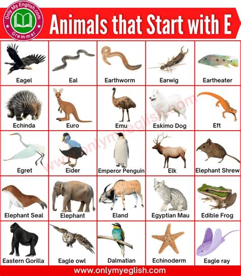 Animals that Start with E | Animals beginning with E » Onlymyenglish ...