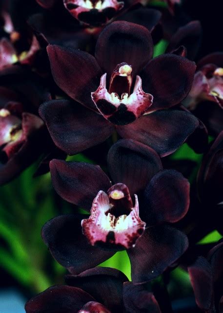 Blue & Black Orchids: Do They Really Exist?