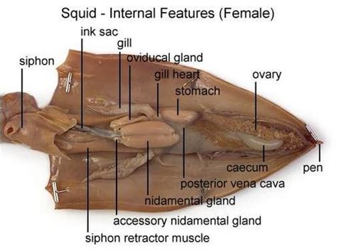 Squid Brain Dissection