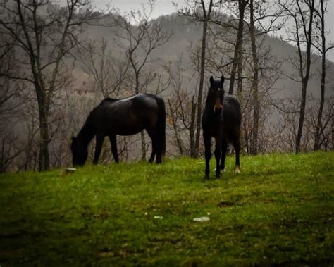 17 Photos that Prove Balkan Animals are the Chillest - Sofia Adventures