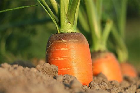 Carrot Growing Tips, Ideas, Secrets, and Techniques | Gardening Tips