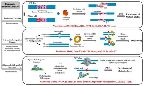 IJMS | Free Full-Text | Enzymatic Methods for Mutation Detection in Cancer Samples and Liquid ...