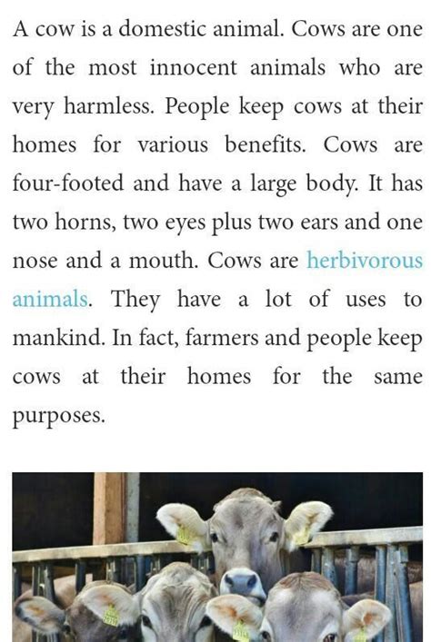 The Cow For Essay - All About Cow Photos