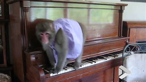 Viral Video UK: Monkey on a piano - YouTube