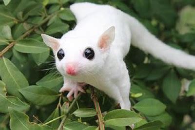 Baby Boy Leucistic White Sugar Gliders (Petaurus Breviceps) | All Stocked Mammals | Warrington ...