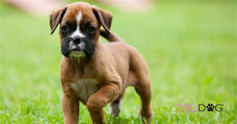 CARING FOR BOXER PUPPIES