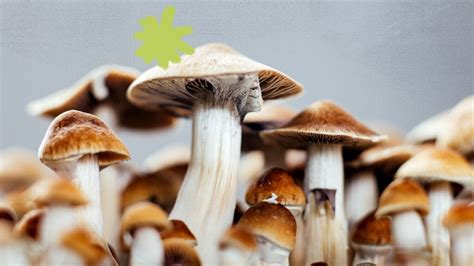 Penis envy mushrooms: Effects, benefits, risks, and more