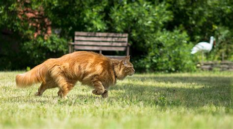 The confident killer: Why some cats hunt more than others - Advanced ...