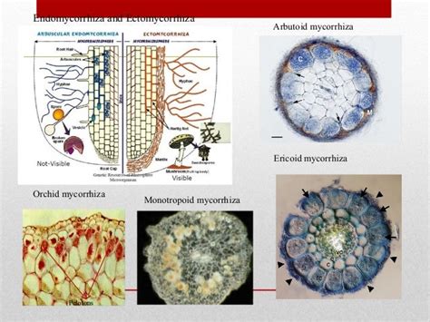 Introduction to mycorrhiza