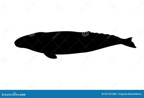 Silhouette of a gray whale stock vector. Illustration of silhouette ...