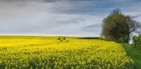 Yellow Canola Field Wallpapers - Wallpaper Cave