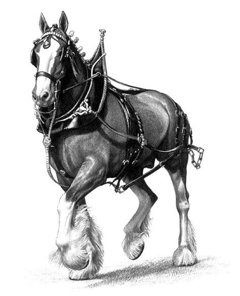 Illustrations Exhibit: Pets And Farm Animals Section: Horses Area: • Clydesdale Horse