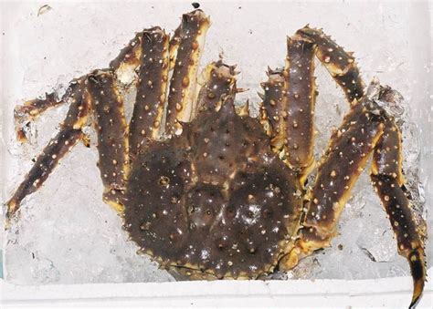 Red king crab - Wikipedia