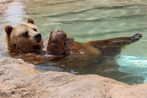 Grizzly Bear | Tulsa Zoo