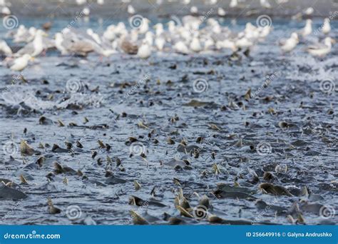 Spawning salmon stock photo. Image of underwater, alaska - 256649916