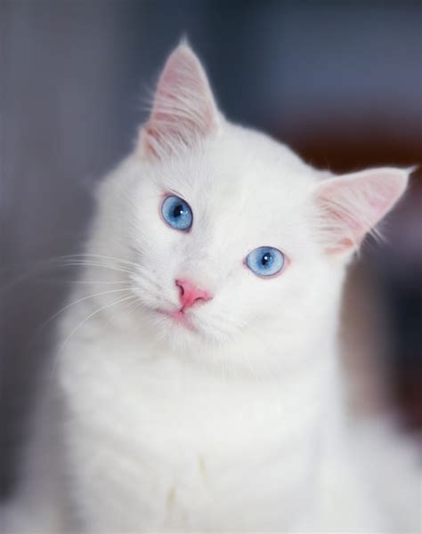 Premium Photo | Close-up portrait of a fluffy white cat with blue eyes