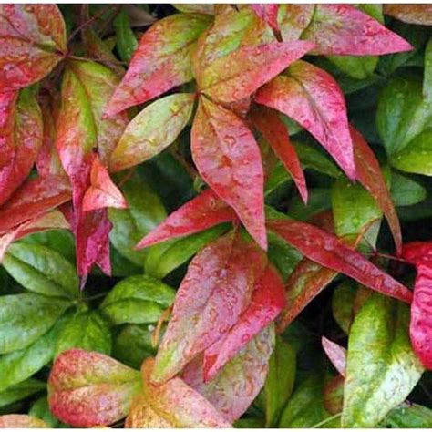 Nandina Domestica TALL 'Sacred Bamboo' Seeds – D&H Seed Harvest Co