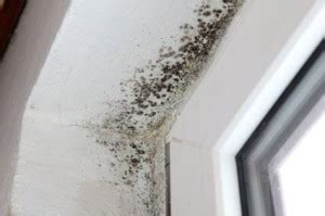 Alternaria Molds - Alternaria Mold Removal Testing & Cleanup NJ - NY - PA