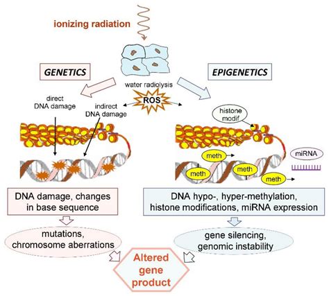 What are the major mechanisms of epigenetic genome modification information | newmodification