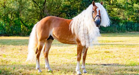 Blonde Mountain Angel: The Haflinger Horse Breed Dazzles with its ...