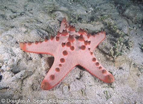 Sea star, Protoreaster nodosus, SegarA2900 - Reefimages & Introduction to Ocean Sciences