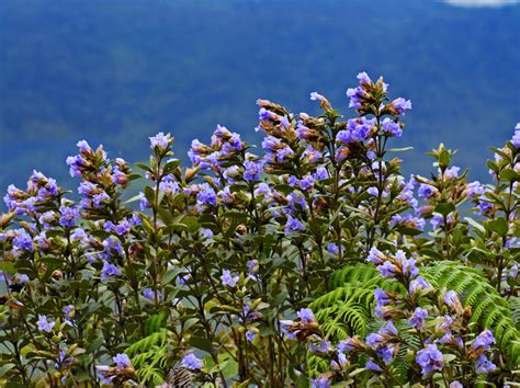 Why Neelakurinji flowers only once in 12 years? | A plant from Strobilanthes family