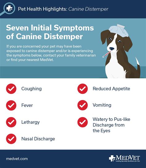 symptoms of distemper in dogs and cats - Abdul Coffin