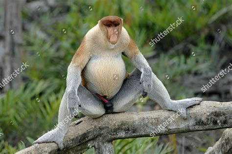 Dominant Male Proboscis Monkey Displays His Editorial Stock Photo ...