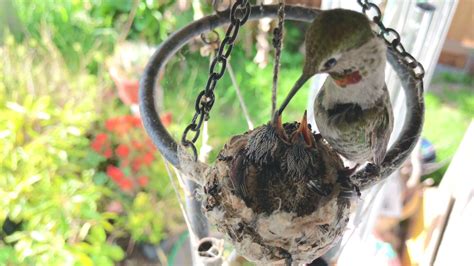 Hummingbird Nest cam - 4/15/21 - 4k video of baby hummingbirds in nest waiting for mom to feed ...