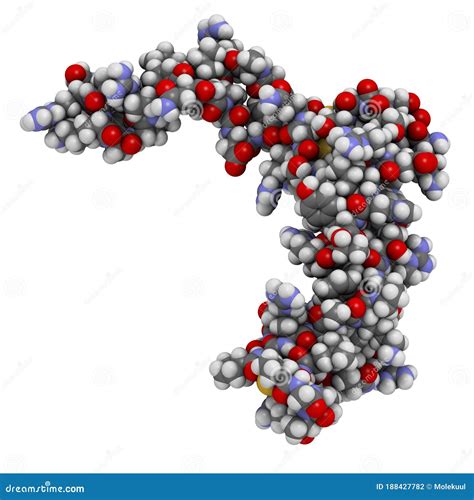 Sclerostin (murine) Protein. Causes Decreased Bone Formation by Inhibiting the Wnt Signaling ...