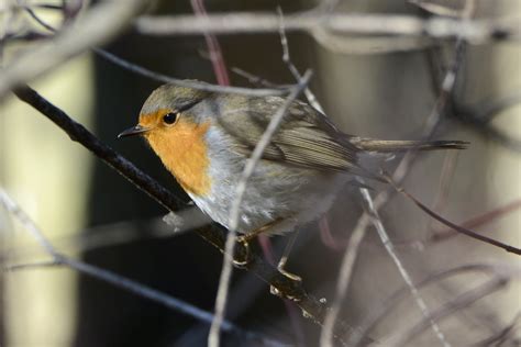 Nature - Erithacus rubecula