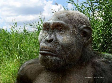 Paranthropus robustus | Prehistoric world, Backyard birds, Beautiful ...