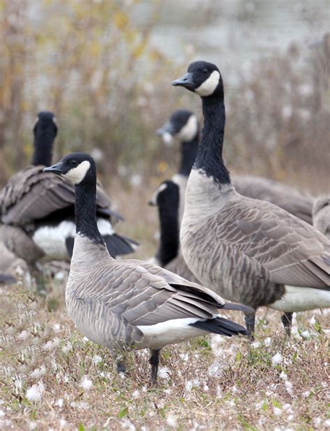 Bill Hubick Photography - Cackling Goose (Branta hutchinsii)