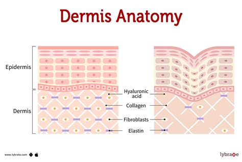 Dermis (Human Anatomy): Image, Functions, Diseases and Treatments