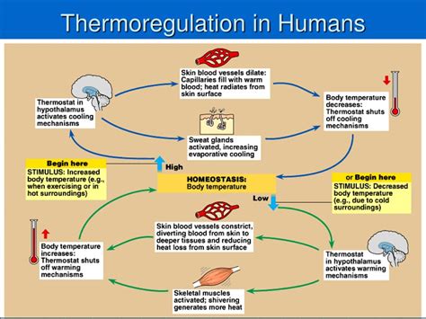 Homeostasis Thermoregulation