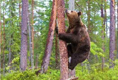 Bears Climbing Trees - Can Bears Climb Trees? + [Photos & Video]