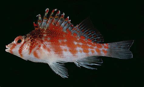 dwarf hawkfish (Cirrhitichthys falco) - Species Profile