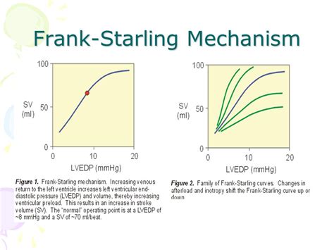 vriendschap Het spijt me Kaap frank starling mechanism animation meten ...