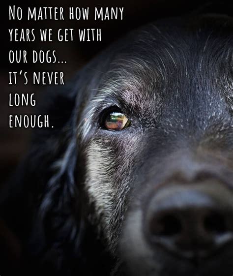 Never long enough | Dog quotes love, Dog quotes, Miss my dog