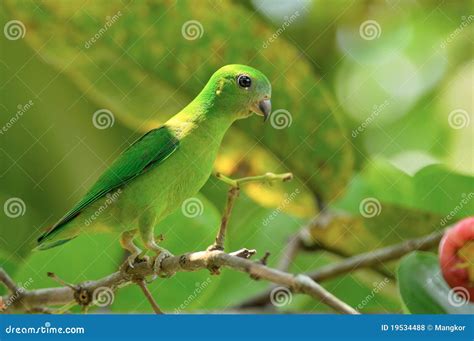 Burung Serindit Royalty Free Stock Photos - Image: 19534488