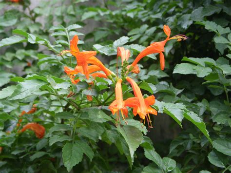 Honeysuckle Plant Care Guide and Varieties | Auntie Dogma's Garden Spot