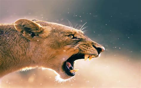 Download Angry Lion Roar Wallpaper - GetWalls.io