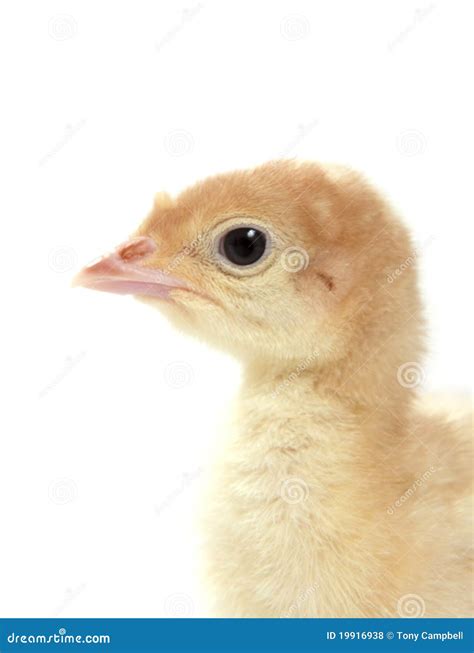 Baby turkey stock photo. Image of adorable, farm, yellow - 19916938