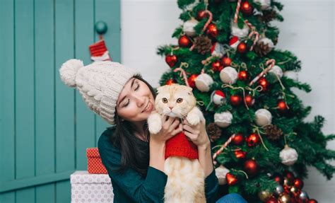 10 Cats In Christmas Outfits Who Are Seriously Hating Life