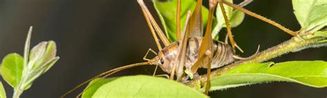 Camel Cricket Information & Facts | Cook's Pest Control