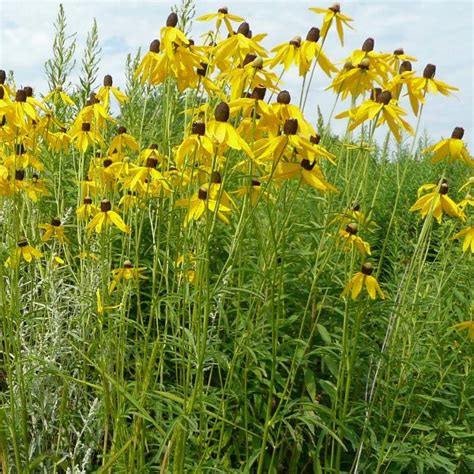 Yellow Coneflower (Ratibida pinnata) - Plants-RP.RATPIN