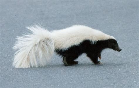 Can Skunks Climb? - How To Keep Them Away From Your Home