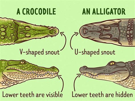 Lyle, Lyle Crocodile | July 22, 2022 - Page 2 - Blu-ray Forum